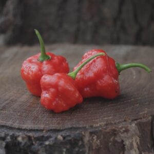 Aji Cachucha Mild Pepper Heirloom Seeds