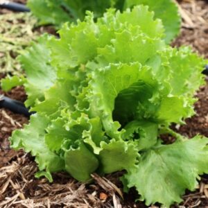 All Year Round Lettuce Heirloom Seed
