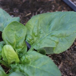 Black Magic Spinach Heirloom Seeds