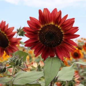 Burnt Umber Sunflower Heirloom Seeds