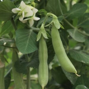 Cascadia Peas Heirloom Seeds