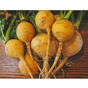 Golden Globe Turnip Heirloom Seeds