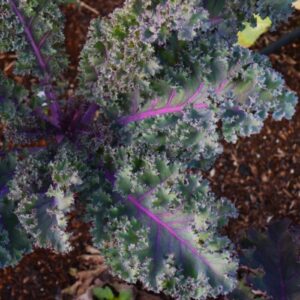 Scarlet Kale Heirloom Seeds