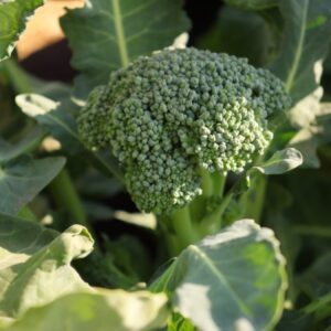 Waltham Broccoli Heirloom Seeds