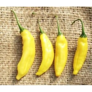 Aji Amarillo Hot Pepper Heirloom Seeds