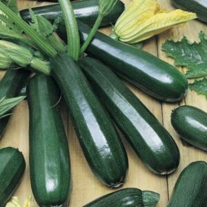 Black Beauty Marrow Heirloom Seeds