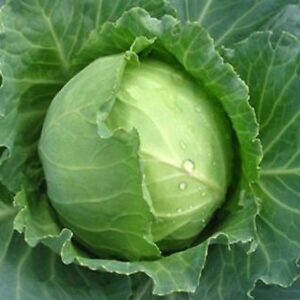 Early Round Dutch Cabbage Heirloom Seed