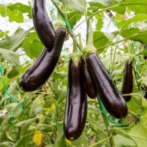 Purple Fingers Brinjal Heirloom Seed